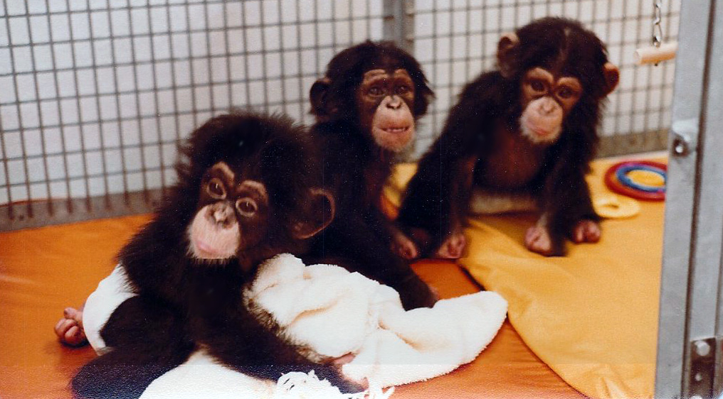 Baby Chimps